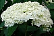 Гортензия древовидная Аннабель / Hydrangea arborescens 'Annabelle'