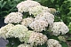 Гортензия древовидная Бланшетта Hydrangea arborescens BellaRagazza Blanchetta