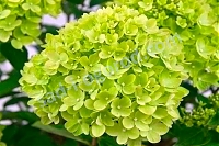 ОпубликованТовар или услугаГортензия метельчатая  (Hydrangea paniculata ` Little Lime`)