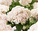 Гортензия древовидная (Hydrangea arborescens) ‘Candybelle Marshmallow’