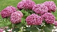 Гортензия древовидная Hydrangea arborescens  BELLARAGAZZA® MAUVETTE