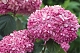 Гортензия древовидная Пинк Аннабель -2 (улучшенная) Hydrangea arborescens Pink Annabelle 2