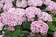 Гортензия древовидная Свит Аннабель (Hydrangea arborescens `Sweet Annabelle` = Incrediball Blush)