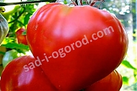 Рассада томатов Бычье сердце