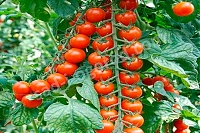 Рассада томатов черри Сакура