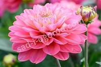 Георгина Мелоди Пинк Аллегро декоративная Dahlia Melody Pink Allegro