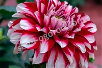 Георгина Ред энд Вайт Фубуки Dahlia Red and White Fubuki