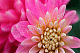 Георгина Сакура Фубуки декоративная Dahlia decorative Sakura Fubuki