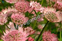 Астранция крупная Пинк Прайд Astrantia major Pink Pride