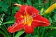 Лилейник Анзак Hemerocallis Anzac