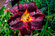 Лилейник Блэк Стокингз Hemerocallis Black Stockings