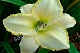 Лилейник Близард Бей Hemerocallis Blizzard Bay