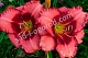 Лилейник Дан Махони Hemerocallis Dan Mahony