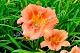 Лилейник гибридный Эвери Дейлили Сериз Hemerocallis Every Daylily Cerise