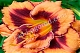 Лилейник Иксплодид Пампкин Hemerocallis Exploded Pumpkin