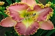 Лилейник Лавендер Туту Hemerocallis Lavender TuTu