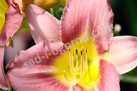 Лилейник Литтл Феллоу Hemerocallis Little Fellow