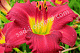 Лилейник Пардон Ми Hemerocallis Pardon Me