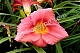 Лилейник Рози Ретурнс Hemerocallis Rosy Returns