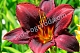 Лилейник Свит Хот Чоколат Hemerocallis Sweet Hot Chocolate