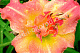 Лилейник Синк Пинк Hemerocallis Think Pink