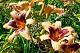 Лилейник Вайлд Хорсес Hemerocallis Wild Horses