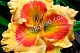 Лилейник Икс Фактор Hemerocallis X Factor