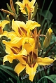 Лилейник Бонанза Hemerocallis Bonanza