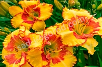 Лилейник Ирезистбл Чарм Hemerocallis Irresistable Charm