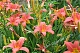 Лилейник Пинк Дамаск Hemerocallis Pink Damask