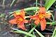 Лилейник Сэмми Рассел Hemerocallis Sammy Russell