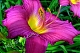 Лилейник Саммер Вайн Hemerocallis Summer Wine