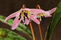 Кандык Лилак Вондер Erythronium dens-canis Lilac Wonder