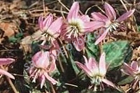 ОпубликованТовар или услугаКандык Пинк Перфекшен Erythronium dens-canis Pink Perfection