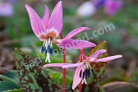 ОпубликованТовар или услугаКандык европейский Пурпл Кинг Erythronium dens-canis Purple King