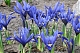 Иридодиктум Алида Iris reticulata Alida