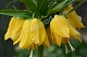 Рябчик императорский Лютея Fritillāria imperiālis Lutea