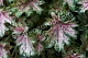 Гейхера Дью Дропс Heuchera hybrida Dew Drops