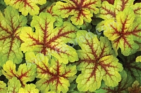 Гейхерелла Алабама Санрайз Heucherella ‘Alabama Sunrise’®