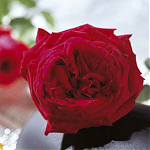 Чайногибридная роза Botero
