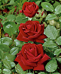 Чайногибридная роза Ingrid Bergman