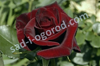 Чайногибридная роза Блэк мейджик (Черная магия, Black Magic)