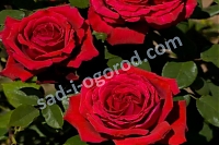 Роза чайно-ибридная Ботеро Rosa hybrid tea Botero