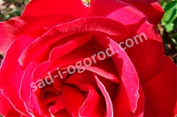 Роза чайно-гибридная Дам Де Кер Rose Hybrid Tea Dame de Coeur