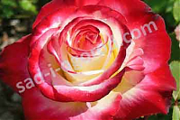 Чайногибридная роза Double Delight