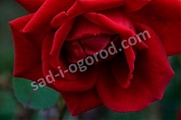 Роза чайно-гибридная Эна Харкнесс Rose hybrid tea Ena Harkness