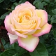 Роза чайно-гибридная Глория Деи Rose hybrid tea Gloria Dei