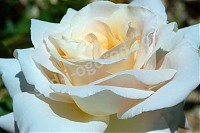 Роза чайно-гибридная Жарден де Багатель Rose hybrid tea Jardins de Bagatelle