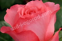 Роза чайно-гибридная Пантер Роз Rose hybrid tea Panthere Rose