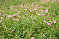 Герань Эндерса  Geranium endressii Wargrave Pink